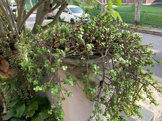 (Category: ) located in . Submitted by momo193 (Listing ID 1180002970, Image 1). Description: .