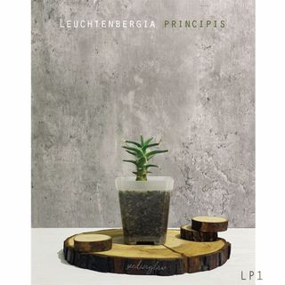 （分類：）位於 。 由 seedinglaw946 提交（商品編號 1180017997，圖片 1）。簡介： 。