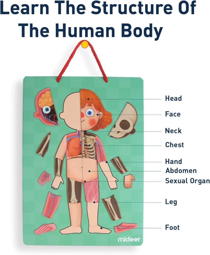Mideer Human Body Model Puzzle for Kids, 90 Puzzles Human