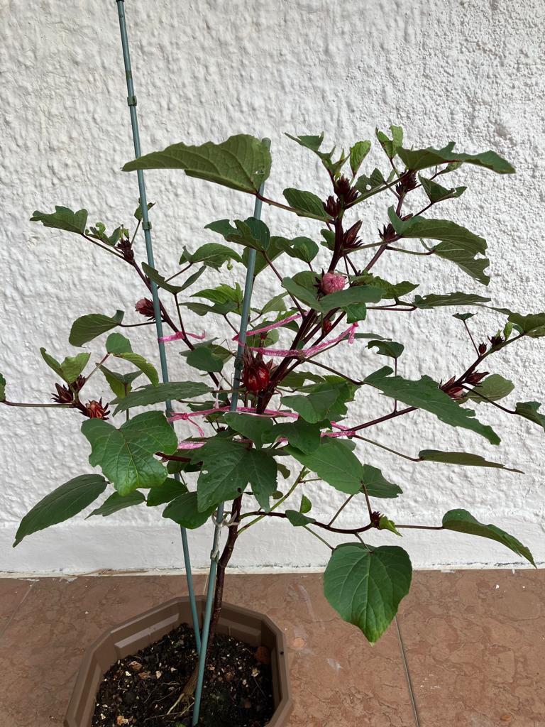 Rosella Plant, Furniture & Home Living, Gardening, Plants & Seeds on ...
