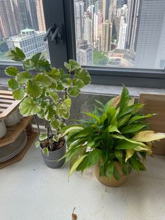 （分類：）位於 。 由 maxstr 提交（商品編號 1179889647，圖片 1）。簡介： 。