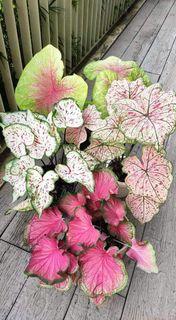 USA caladium bulbs