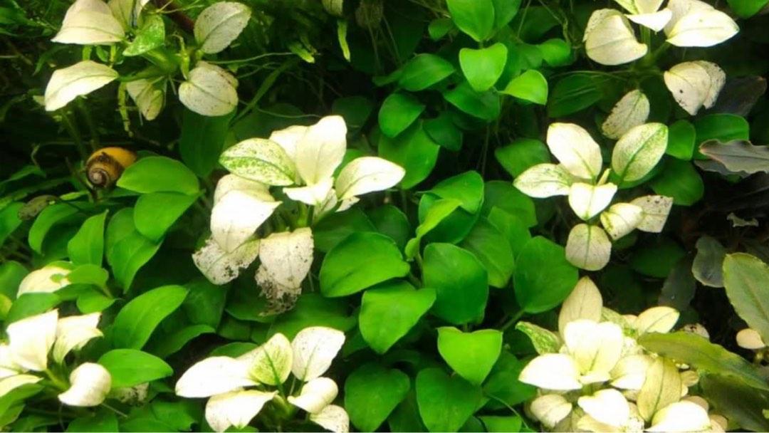 kitten milk replacement powder