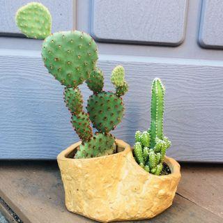 2 in 1 🌵mini cactus plant 🌵 Opuntia Microdasys Rufida 迷你米奇老鼠 仙人掌 紅太古 紅毛掌 連 陶瓷花盆miniature bonsai with ceramic flower pot houseplant
