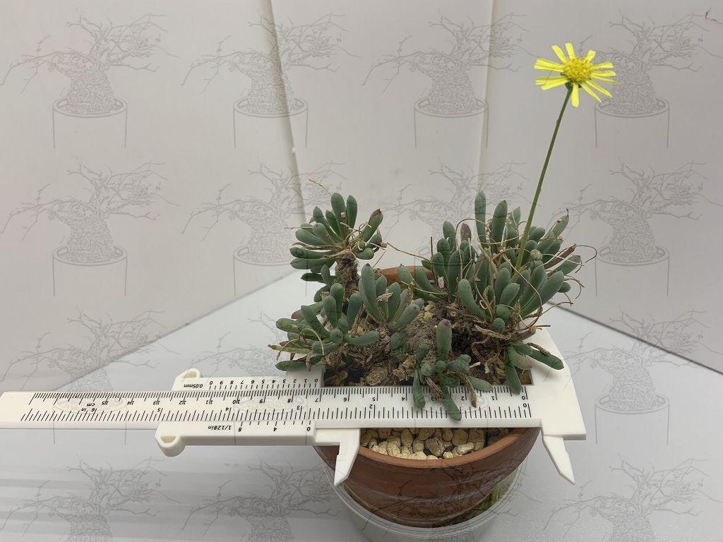 卡拉菲厚敦菊 傢俬 家居 園藝 植物及種子 Carousell