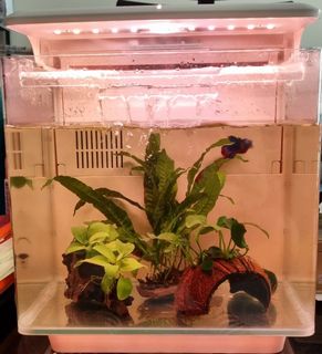 (Category: ) located in . Submitted by jibalee (Listing ID 1180084582, Image 1). Description: .