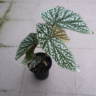 (Category: ) located in . Submitted by prettyeasyplants (Listing ID 1180203020, Image 1). Description: .