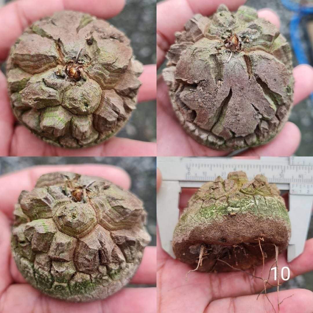 DIOSCOREA ELEPHANTIPES, Furniture & Home Living, Gardening, Plants ...