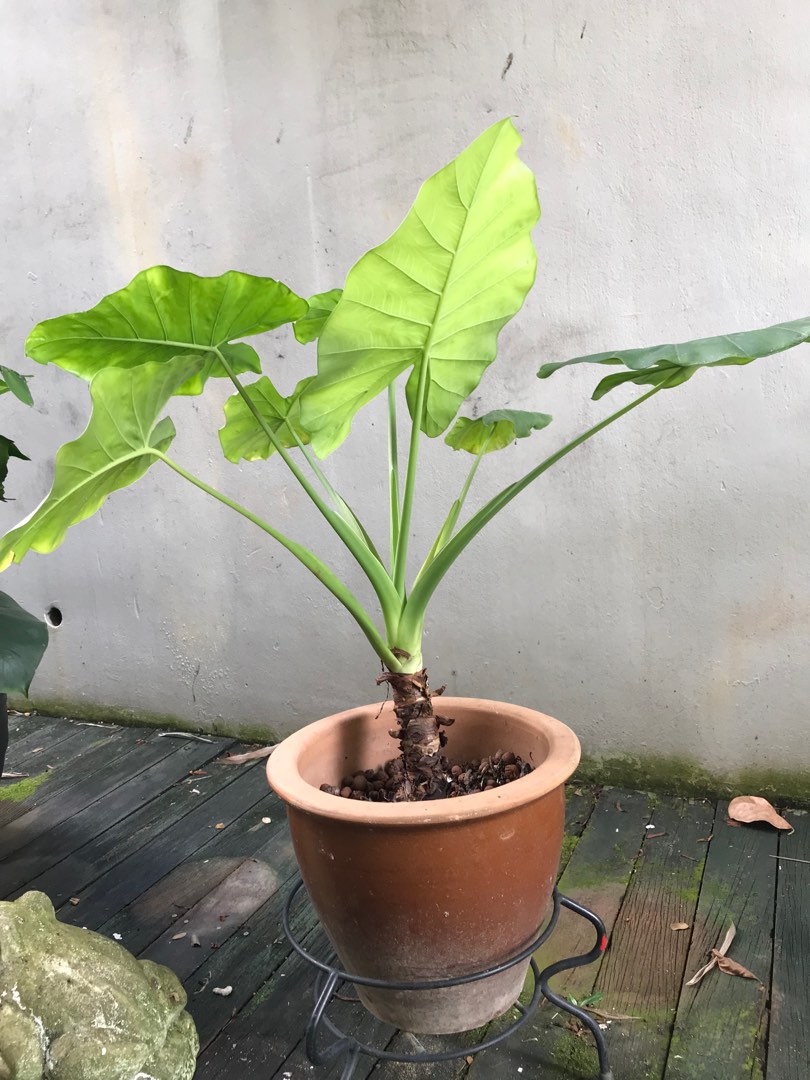 Elephant ears plant in medium pot, Furniture & Home Living, Gardening