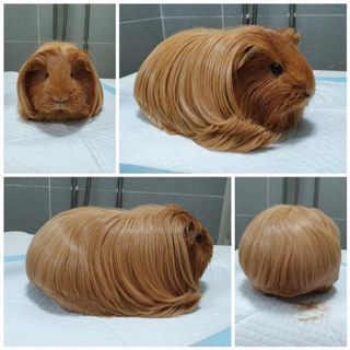 Grooming deals guinea pigs