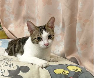 （分類：）位於 。 由 buyuu 提交（商品編號 1180227534，圖片 1）。簡介： 。