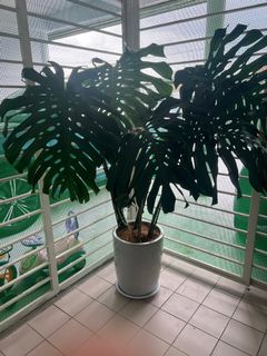 (Category: ) located in . Submitted by yanahisamuddin (Listing ID 1180188248, Image 1). Description: .