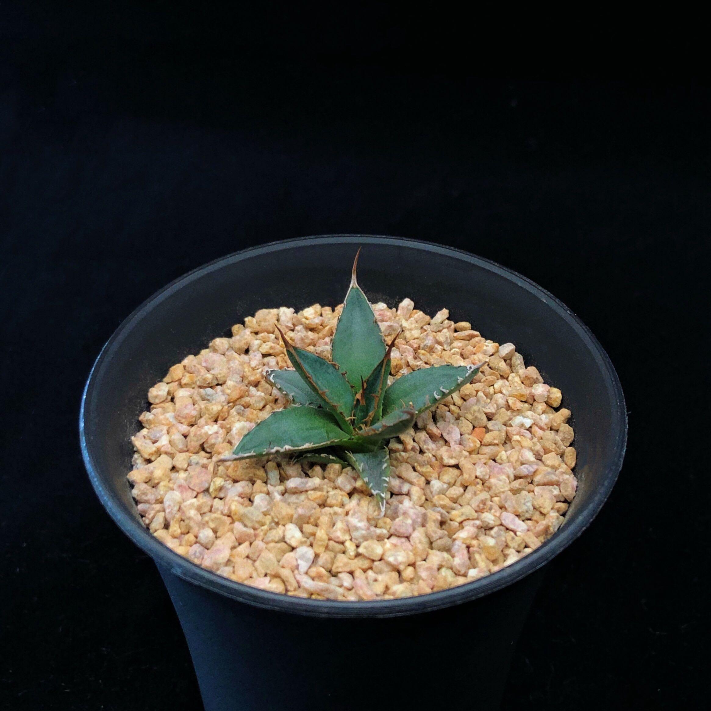 Sg1984 日本輸入姬霍利達龍舌蘭 穩根 多肉植物小盆栽禮物 傢俬 家居 園藝 植物及種子 Carousell Sg1984 日本輸入姬霍利達龍舌蘭 穩根 多肉植物小盆栽禮物 傢俬 家居 園藝 植物及種子 Carousell