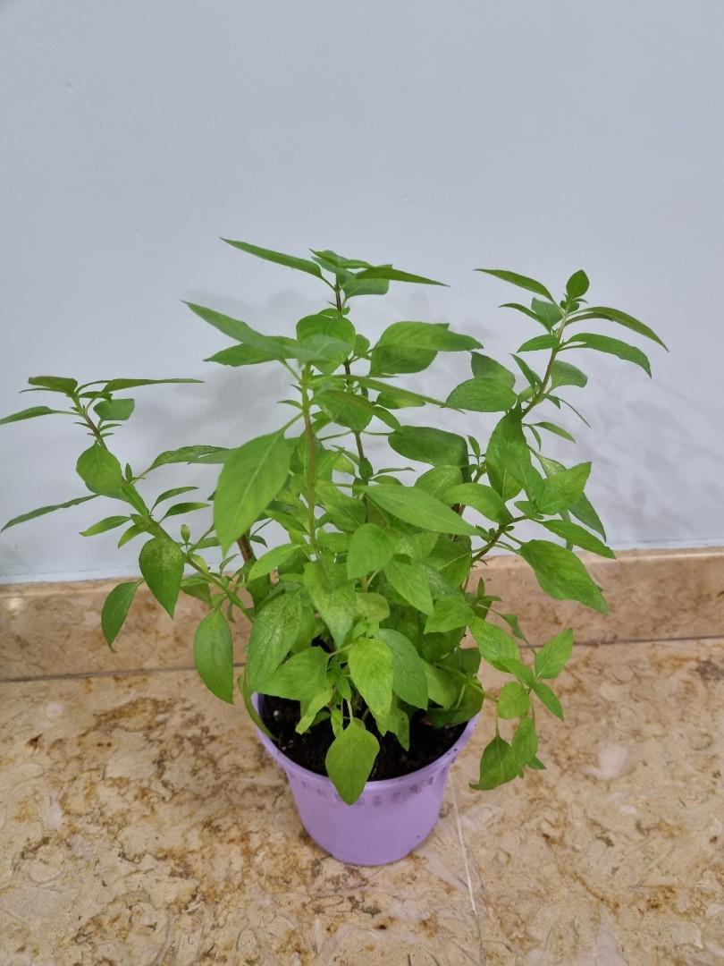 Thai basil plant furniture home living gardening plants seeds on