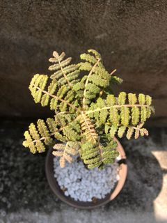 （分類：）位於 。 由 dreamy12 提交（商品編號 1180419489，圖片 1）。簡介： 。