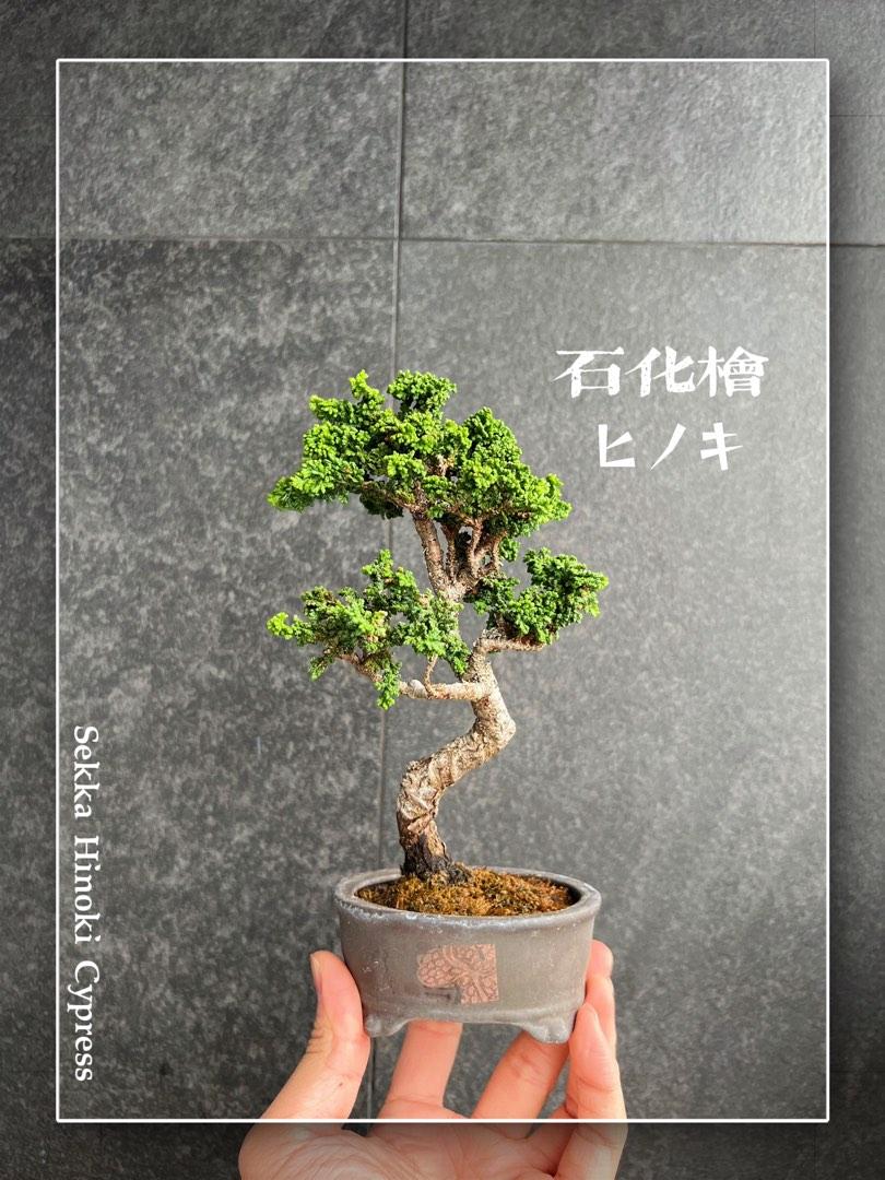 石化檜sekka Hinoki Cypress 石化ヒノキ 盆景植物多肉植物龍舌蘭植物盆栽 傢俬 家居 園藝 植物及種子 Carousell