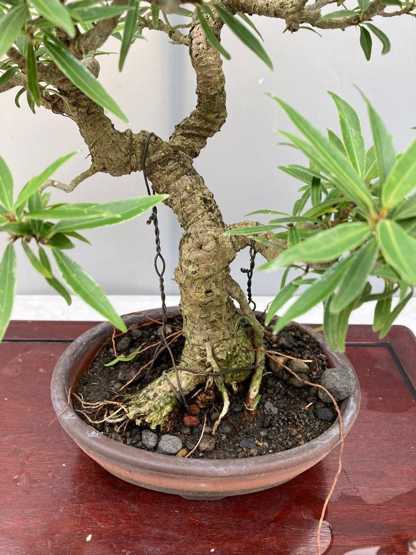Bonsai Ficus Texas Mame, Furniture & Home Living, Gardening, Plants & Seeds on Carousell
