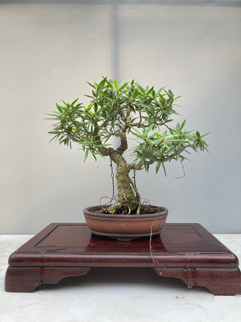 Bonsai Ficus Texas Mame, Furniture & Home Living, Gardening, Plants