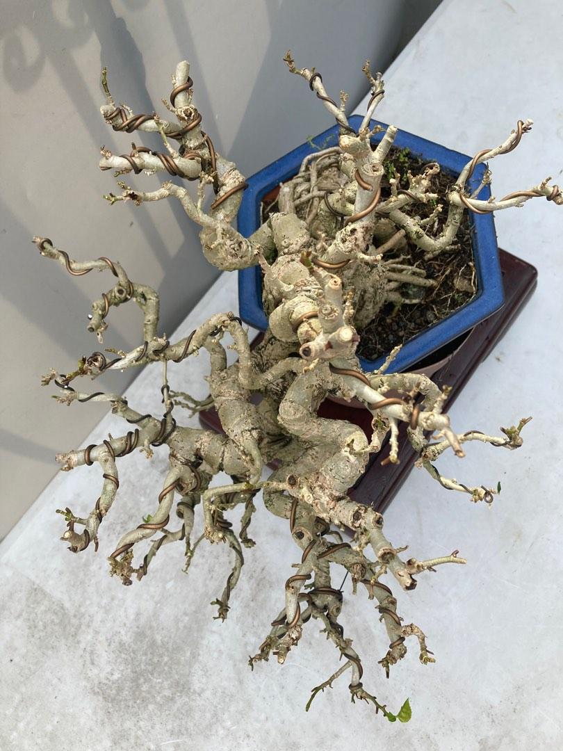 Bonsai Hibiscus Taiwan, Furniture & Home Living, Gardening, Plants