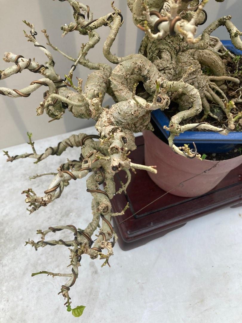 Bonsai Hibiscus Taiwan, Furniture & Home Living, Gardening, Plants