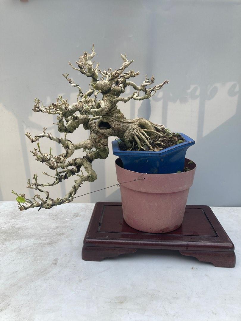 Bonsai Hibiscus Taiwan, Furniture & Home Living, Gardening, Plants