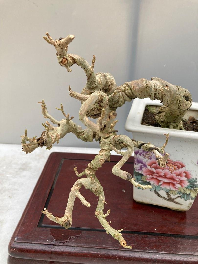 Bonsai Hibiscus Taiwan Mame, Furniture & Home Living, Gardening, Plants