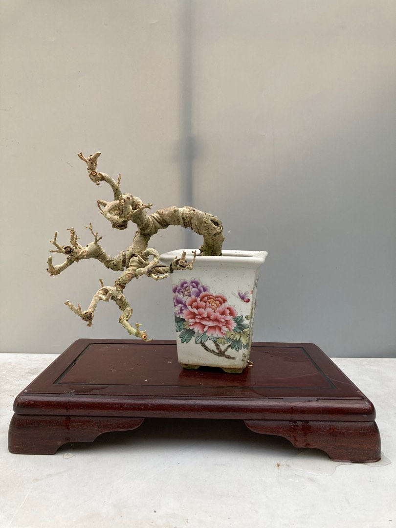 Bonsai Hibiscus Taiwan Mame, Furniture & Home Living, Gardening, Plants