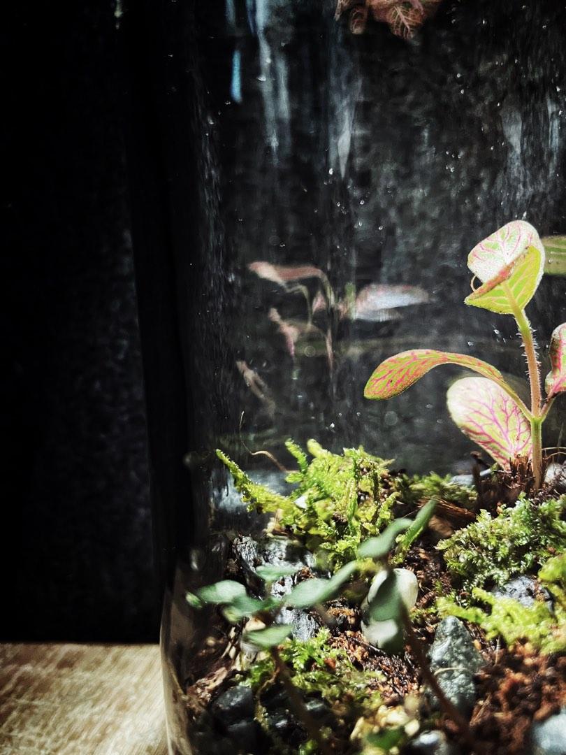 Closed terrarium liquor bottle, Furniture & Home Living, Gardening