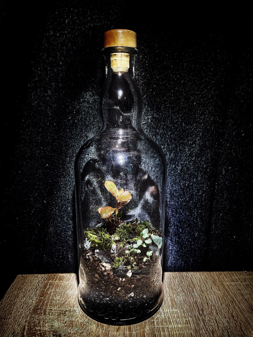 Closed terrarium liquor bottle, Furniture & Home Living, Gardening