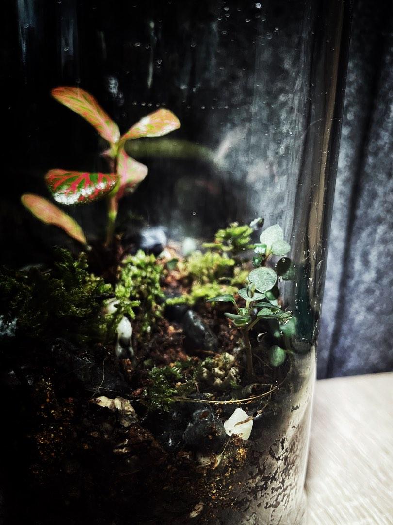 Closed terrarium liquor bottle, Furniture & Home Living, Gardening