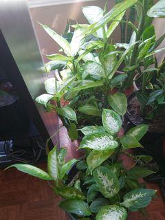Dieffenbachia plant