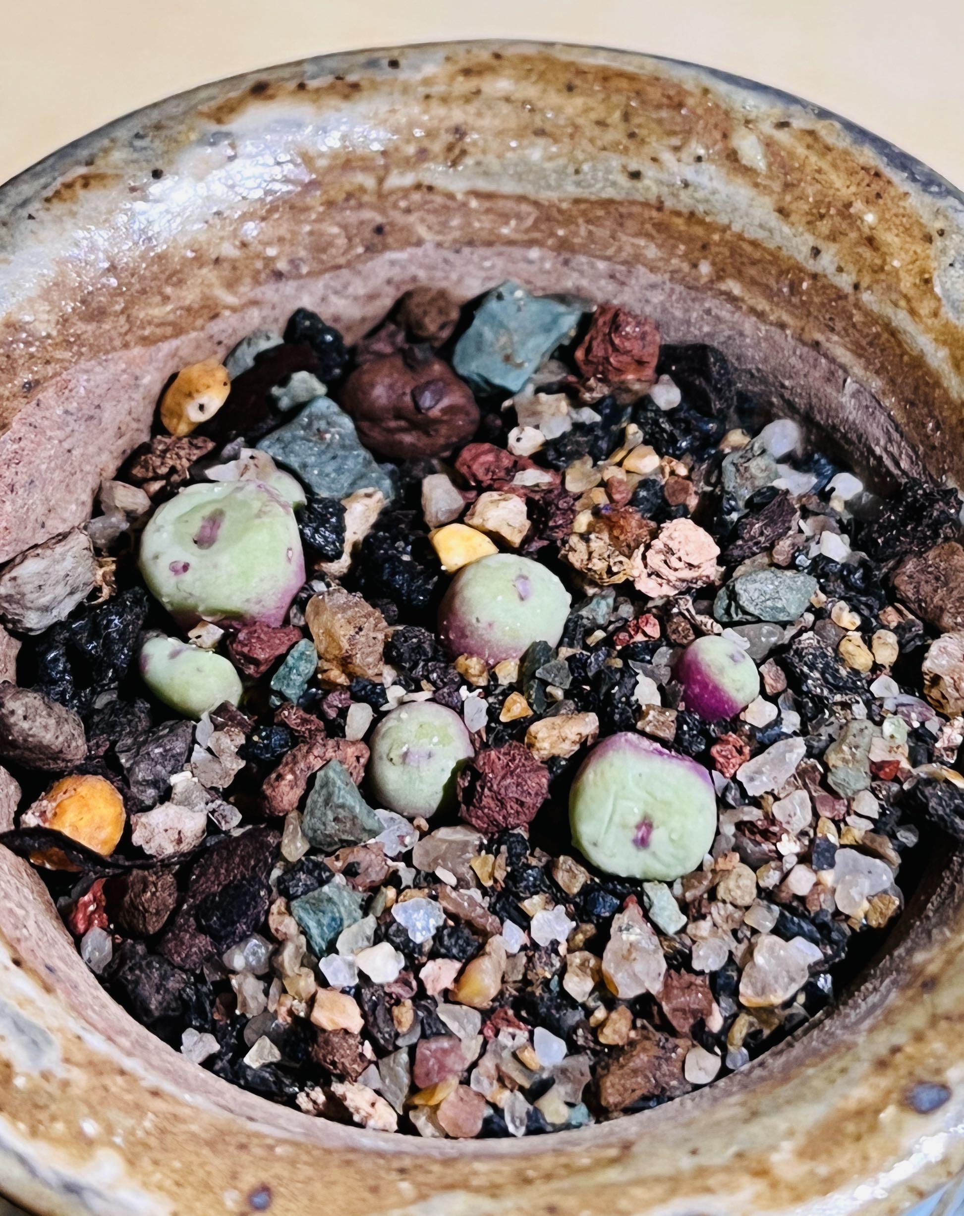 小紅嘴conophytum Vanzylii 番杏科肉锥属 傢俬 家居 園藝 盆栽 Carousell