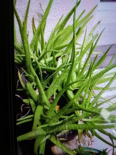（分類：）位於 。 由 venuskym 提交（商品編號 1180485809，圖片 1）。簡介： 。