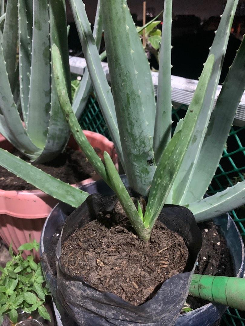 Aloe Vera Barbadensis stockton Miller/Beauty grade/Edible/Premium aloe/mother  plant with pups, Furniture & Home Living, Gardening, Plants & Seeds on  Carousell