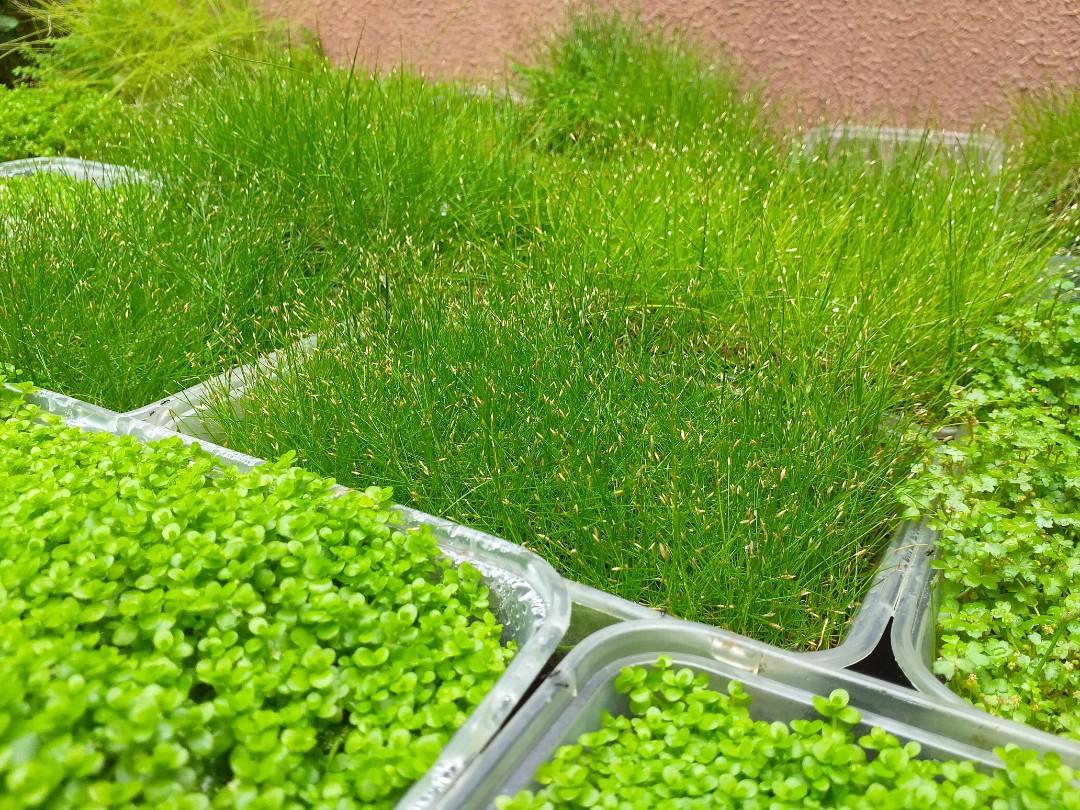 Aquatic plants live aquarium plants carpet plants dhg mc tripartita