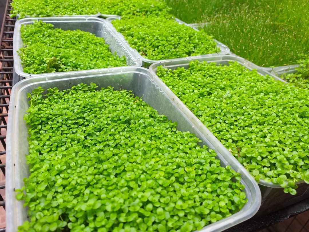 Aquatic plants live aquarium plants carpet plants dhg mc tripartita