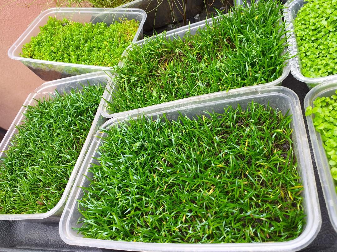 Aquatic plants live aquarium plants carpet plants dhg mc tripartita