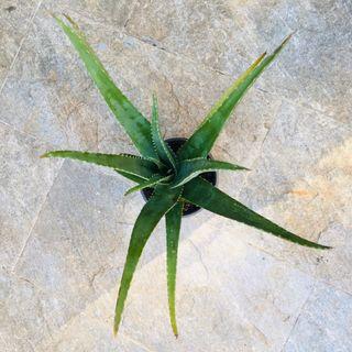 Barbadensis Miller Organic edible Aloe vera 可食用 有機 蘆薈 植物 空氣淨化 air purification 藥用植物 medicinal plant
