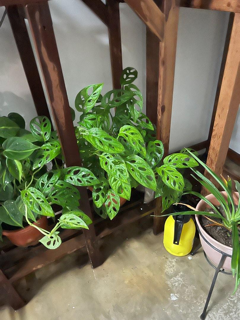 Swiss Cheese Plant cuttings (Monstera deliciosa), Furniture & Home