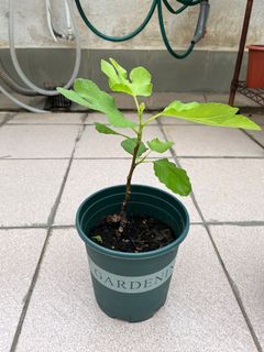 （分類：）位於 。 由 the_green_rooftop 提交（商品編號 1180753440，圖片 1）。簡介： 。