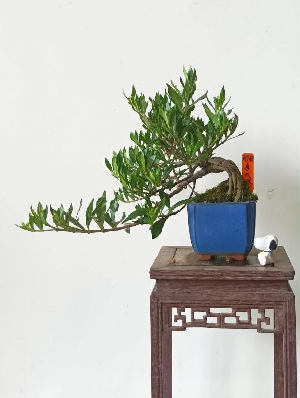 盆景 Kungtree丨aj43 梔子花 喜代譽 丨 111 8 10 家具及居家用品 居家裝飾 人工植物盆栽在旋轉拍賣