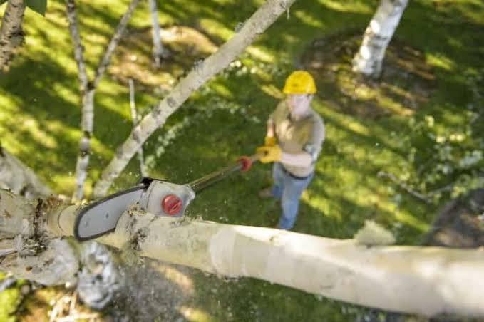 Ozito 750w telescopic online electric pole pruner review