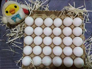 Fresh Eggs XL