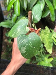 (Category: ) located in . Submitted by plantaeara (Listing ID 1180788602, Image 1). Description: .