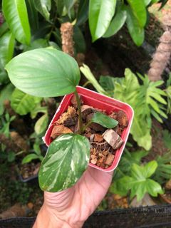 (Category: ) located in . Submitted by plantaeara (Listing ID 1180788881, Image 1). Description: .
