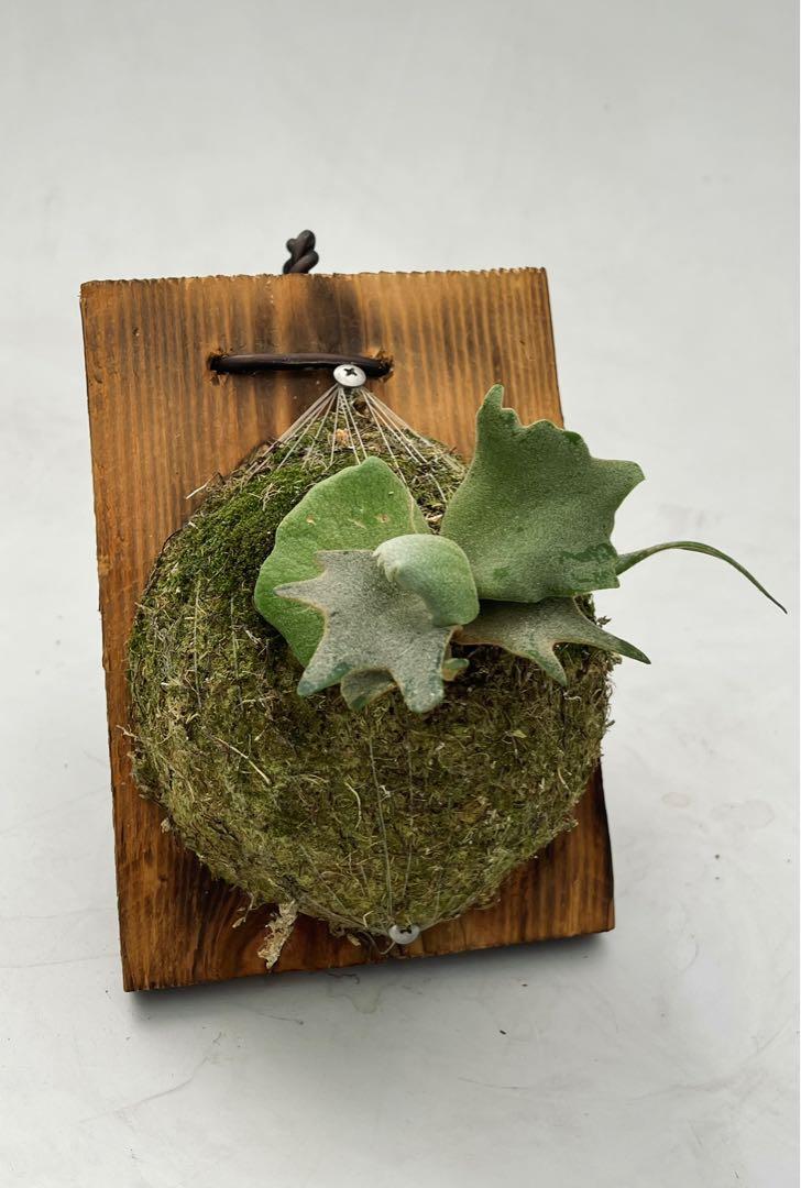 2022新発 [JG b-b] girl Jade willinckii 植物/観葉植物 - education