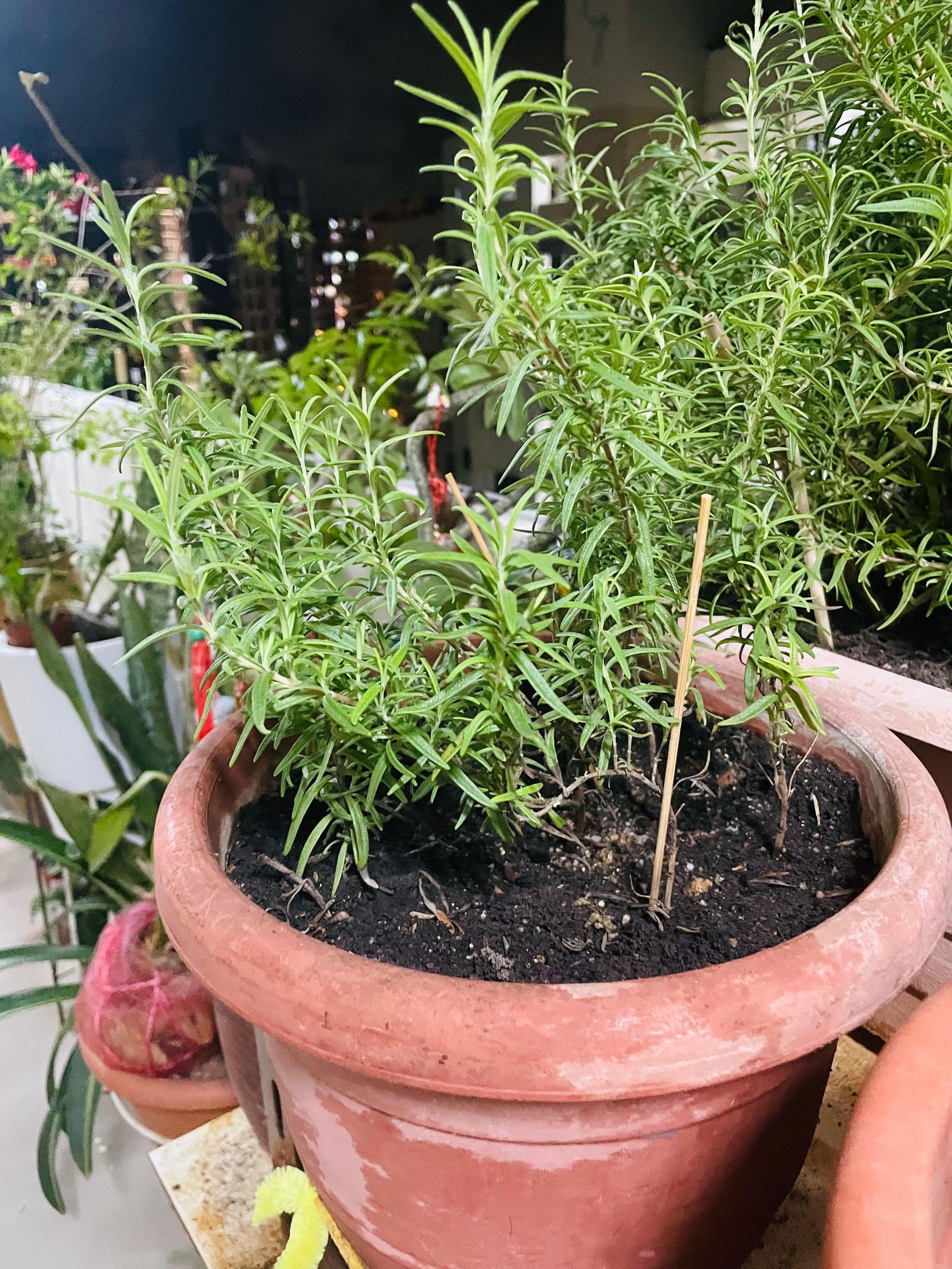 Rosemary in Pots, Furniture & Home Living, Gardening, Plants & Seeds on