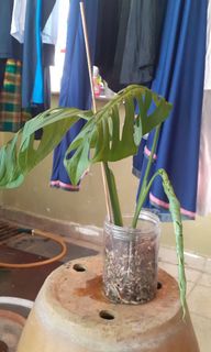 (Category: ) located in . Submitted by husk_roots (Listing ID 1181033388, Image 1). Description: .