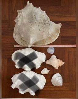 Seashell