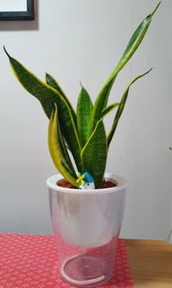 (Category: ) located in . Submitted by eusie (Listing ID 1180956262, Image 1). Description: .